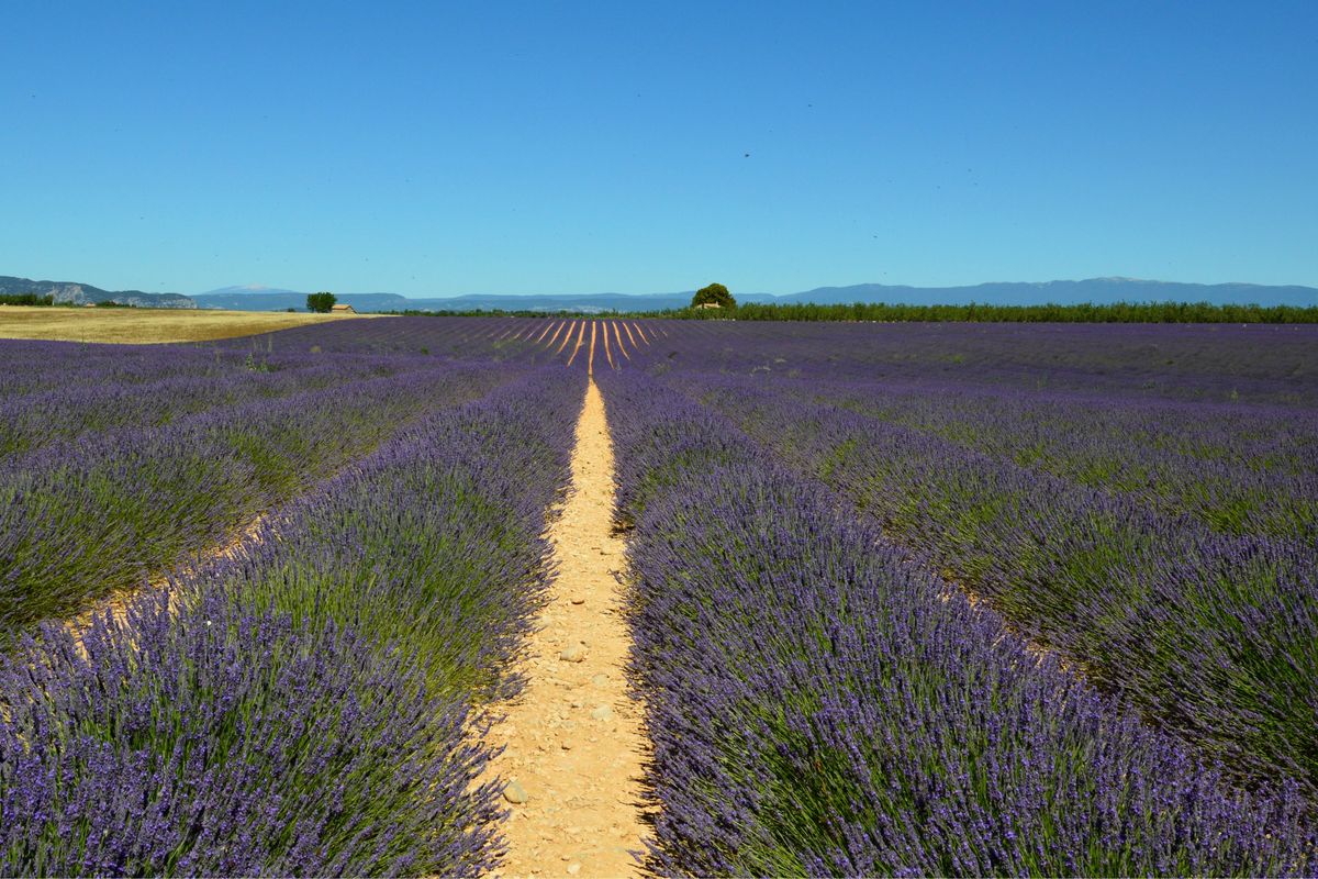 Champ de lavande en fleurs en Provence, dans le Vaucluse
